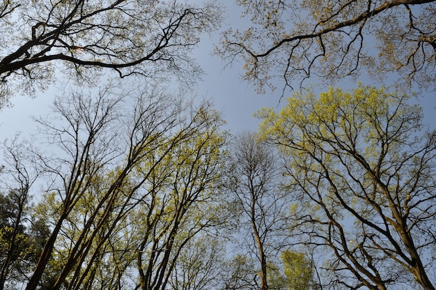 Communal forest of Saint-Pierre-LÃÂÃÂÃÂÃÂ¨s-Elbeuf