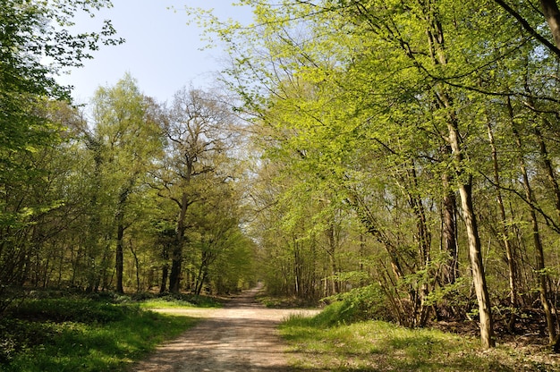 The Communal forest of Saint Pierre Les Elbeuf