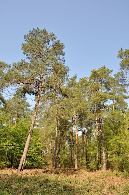 The Communal forest of SaintPierreLesElbeuf