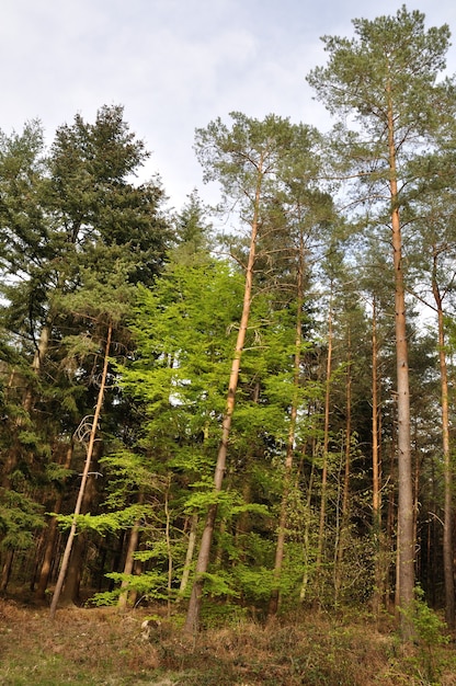 Communal forest of SaintPierreLesElbeuf