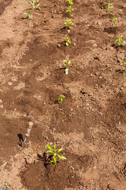 Photo community garden prepared for planting in early spring in urban area.