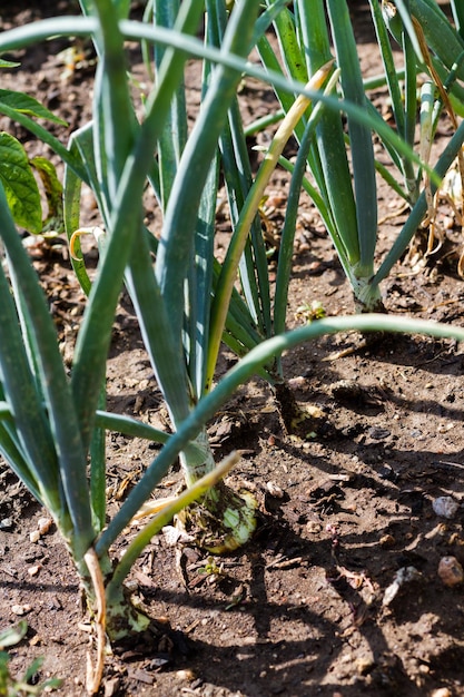 Community gardening in urban community.