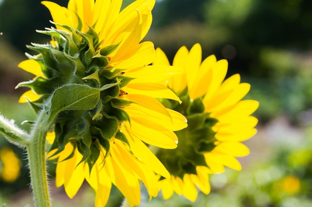 Community gardening in urban community.