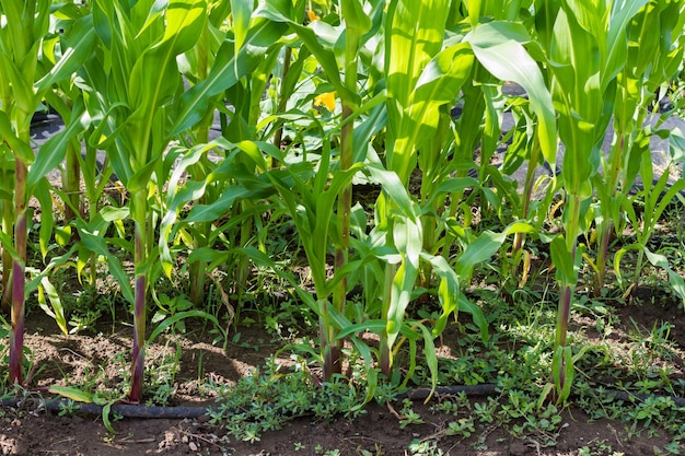 Il giardinaggio comunitario nella comunità urbana.