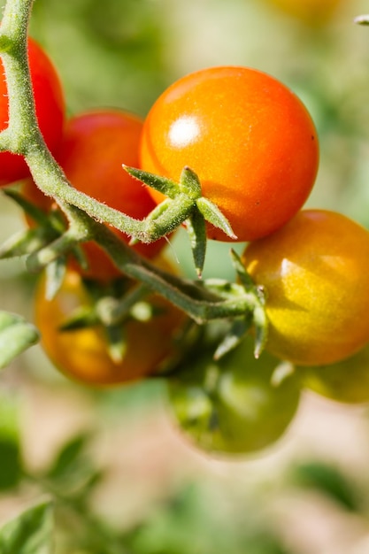 Community gardening in urban community.