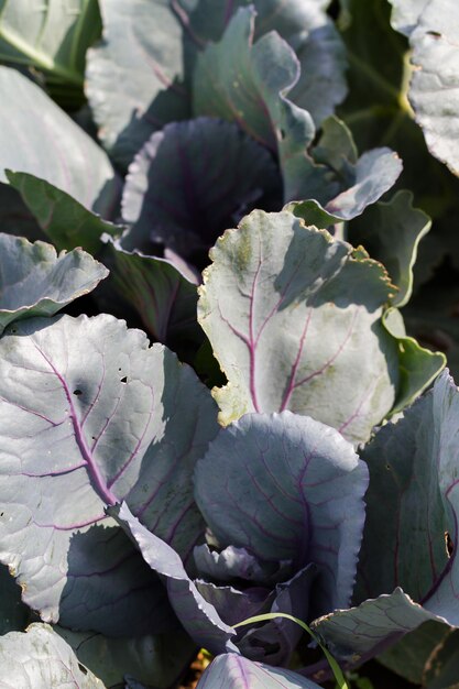 Community gardening in urban community.