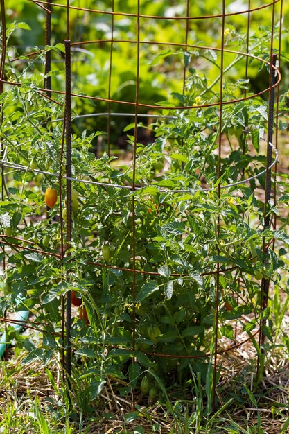 Community gardening in urban community.