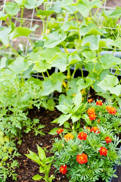 Community gardening in urban community.