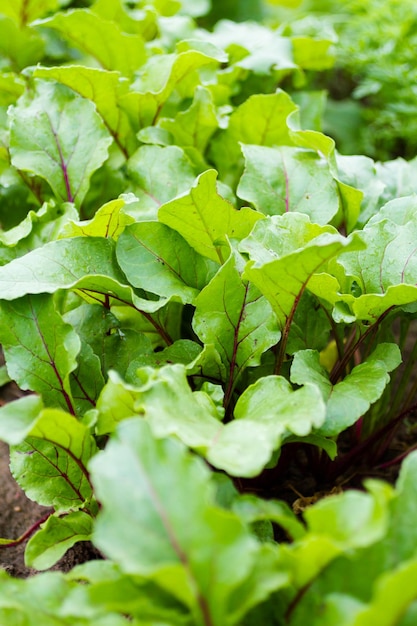 Community gardening in urban community.