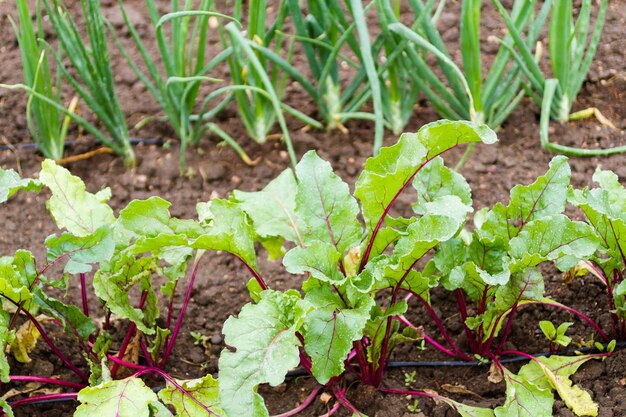 Photo community gardening in urban community.