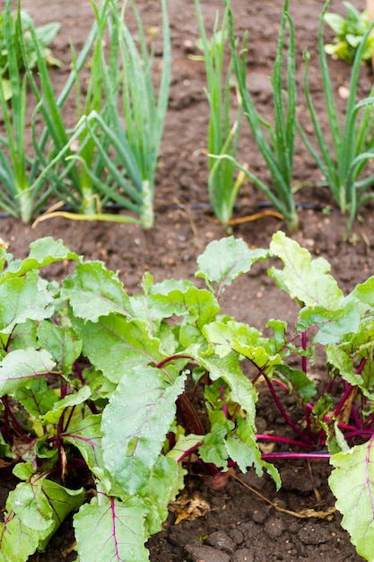 Community gardening in urban community.