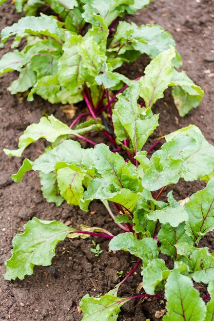 Community gardening in urban community.