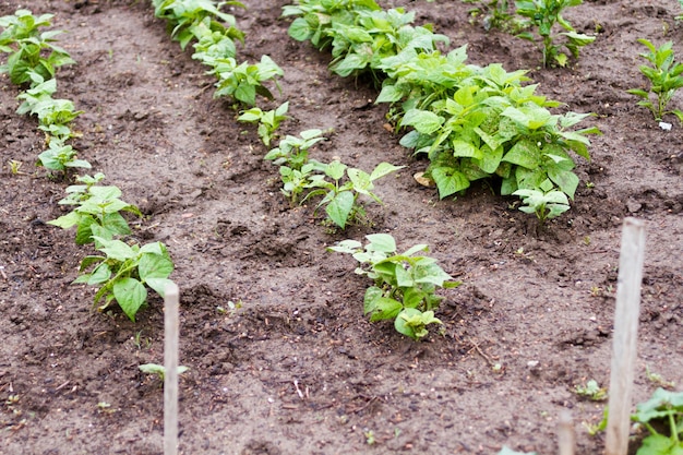 Community gardening in urban community.