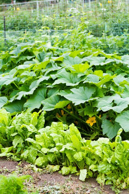 Community gardening in urban community.