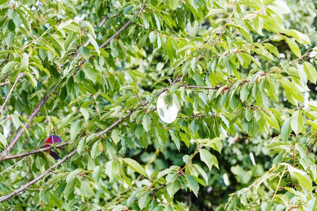 Compact disc on black cherry tree to scare birds