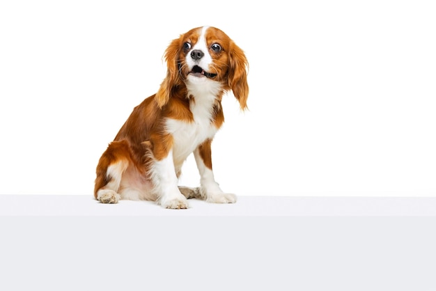 Companion dog breed King Charles Spaniel calmly sitting isolated over white studio background