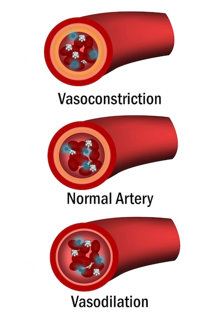 Comparison of normal vasoconstriction and vasodilation blood vessels with cross section of arteries