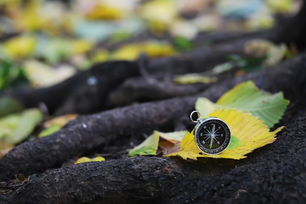 A compas lying on the wood surrounded by autumn leaves