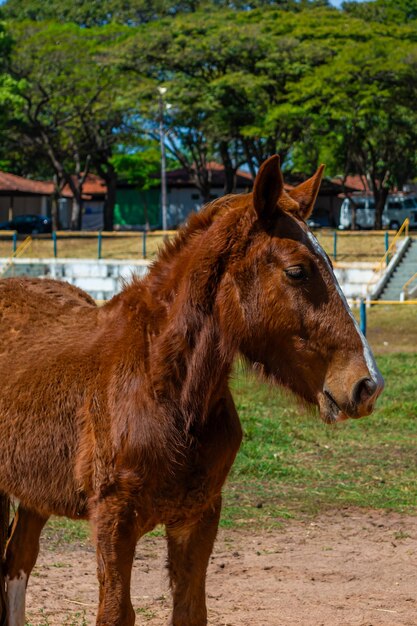 ロデオアリーナの競技馬