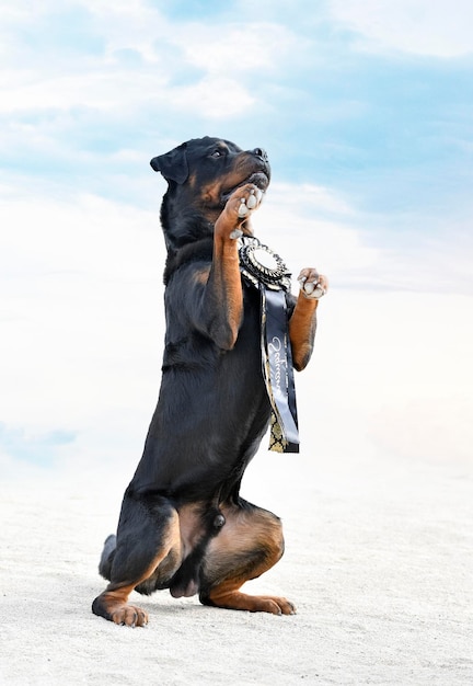 Photo competition for obedience discipline with a rottweiler