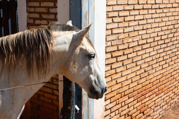 Foto cavallo bianco da competizione in un recinto della fattoria