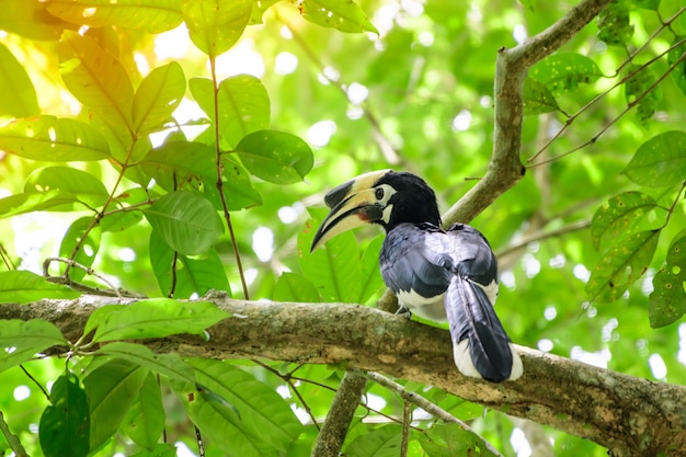 In a complete forest Some days we will find a living black hornbill