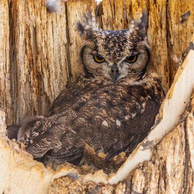 Foto nome completo: aves strigiformes strigidae bubo africanus