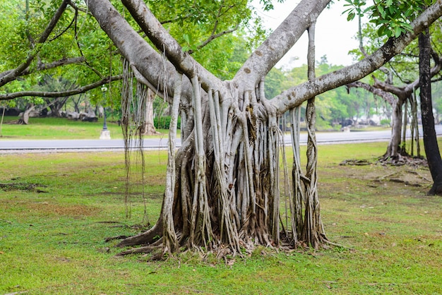 Radice complessa dell'albero di banyan