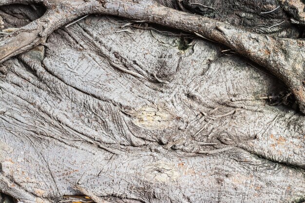 写真 古代の根の複雑な構造 背景と質感