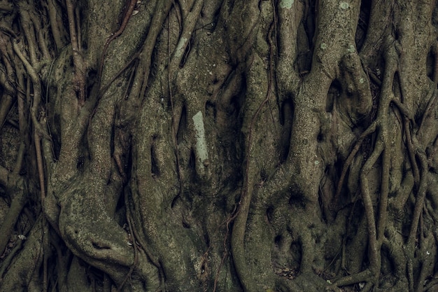 Complex structure of roots of a coniferous tree