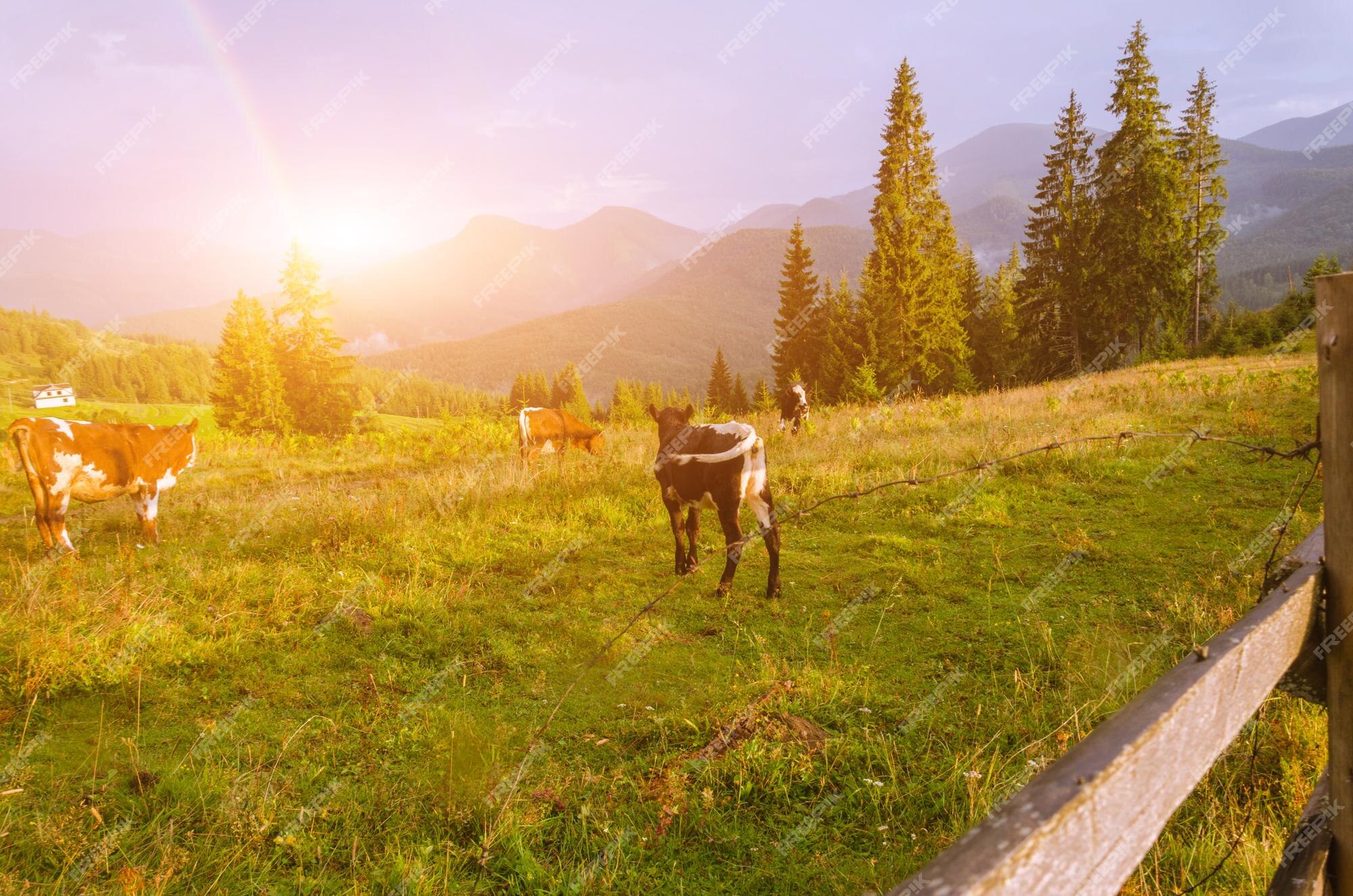 village on hillside meadow with forest in mountain Free Photo