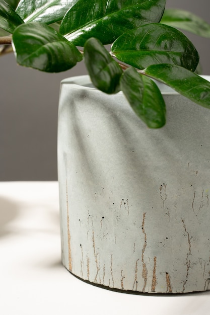 Compositie met betonnen bloempot met zamioculcas grijze achtergrond minimalisme natuurlijk materiaal