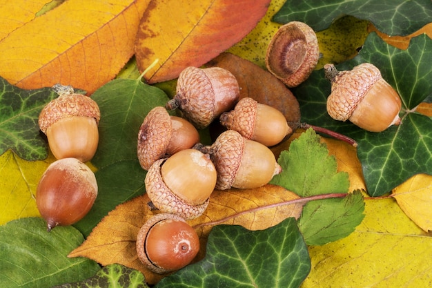 Photo composition of acorns from oak