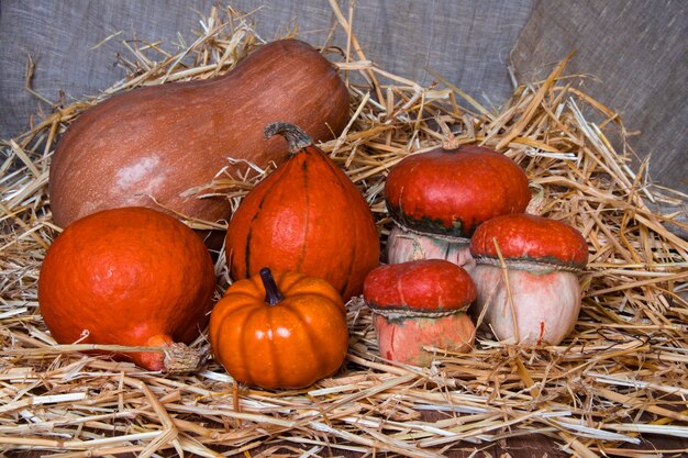 composition for the Autumn Harvest Festival a variety of pumpkins in the straw for Halloween