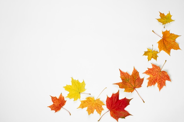 Composition of autumn leaves on a light background