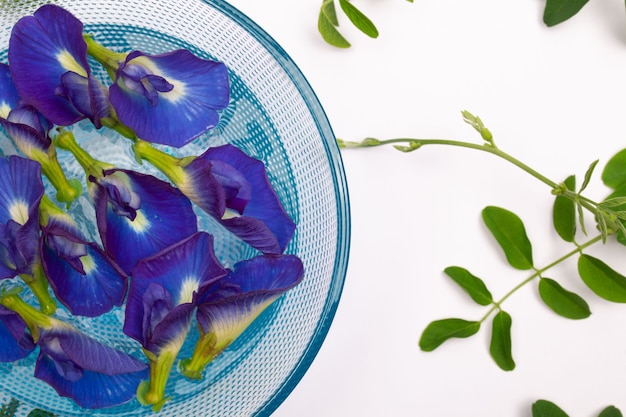 Composition of butterfly pea flower with green leaves