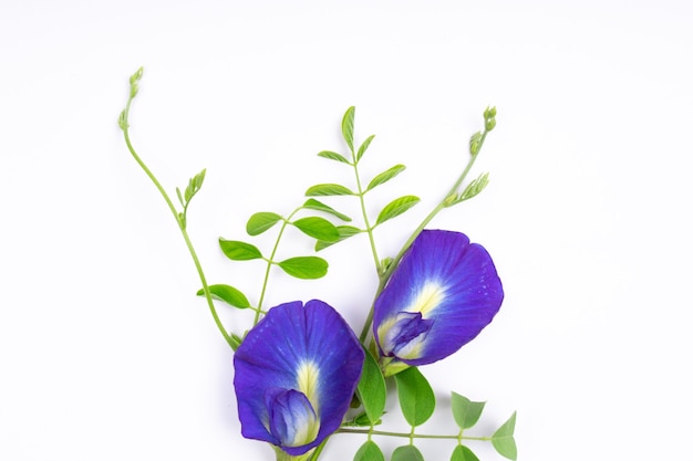 Composition of butterfly pea flower with green leaves