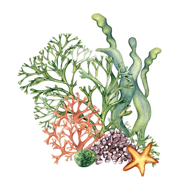 Composition of colorful sea plants watercolor illustration isolated on white