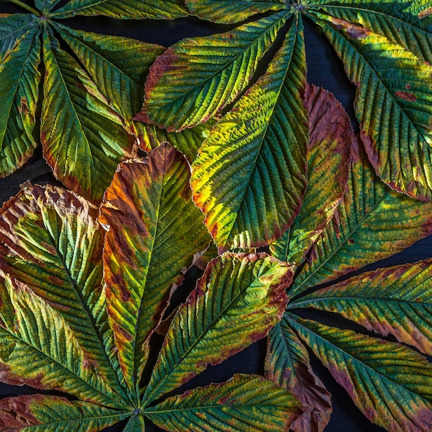 Composition of colorful withered chestnut leafs on black background in harsh light