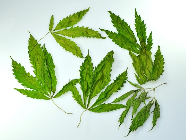 Composition of dried cannabis ruderalis leaves on a white background