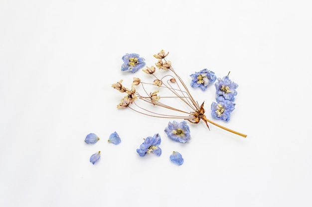 Photo composition of dried flowers isolated. delphinium and cherry