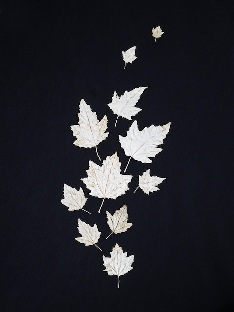 Composizione di foglie autunnali secche di colore argento su sfondo scuro