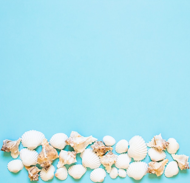 Composition of exotic sea shells. Summer concept. Flat Lay. Top View copyspace