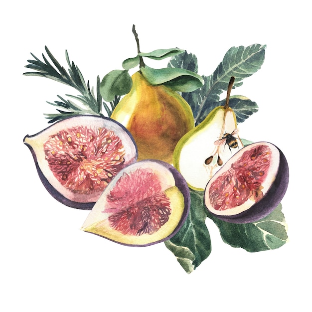 Composition of figs pears bees and herbs on a white background Watercolor hand painted illustration