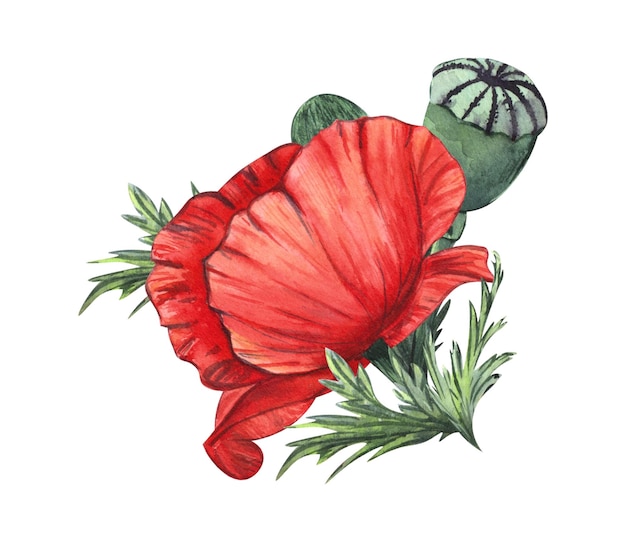 A composition of flowers and buds of red poppy painted in watercolor isolated on a white background