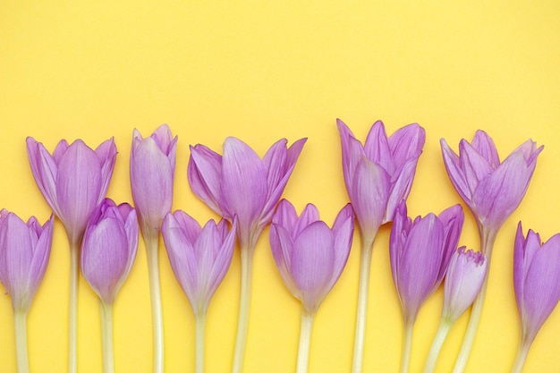 Composition of flowers on a yellow background. flat lay, copy space