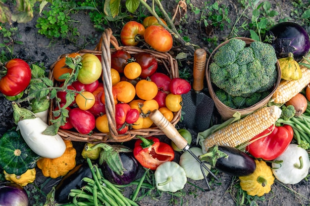 Composition of fresh vegetables on blurred vegetable garden background