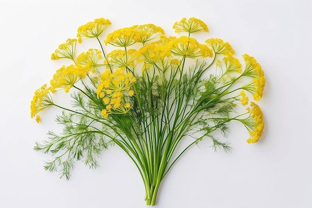 Composition from flowering umbrella flowers of dill on a white background Top view flat lay Creative layout Beautiful floral arrangement