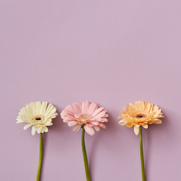 Composition from three gerberas on a pink paper background