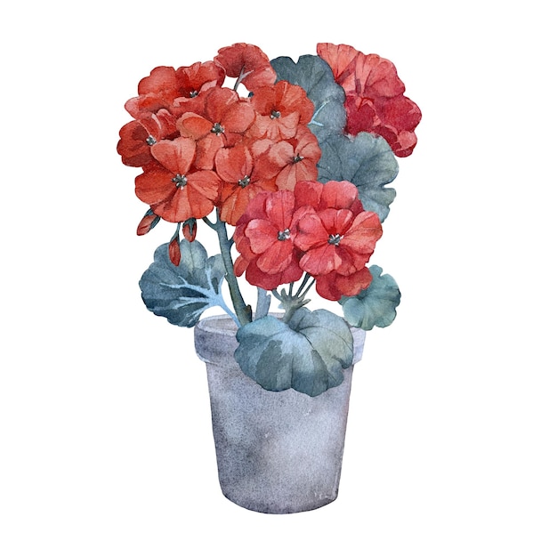 composition geranium in a pot with a swift bird hand drawn watercolor illustration isolated